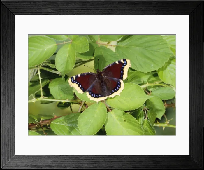 Framed Print : Camberwell Beauty Butterfly Framed Print : Camberwell Beauty Butterfly
