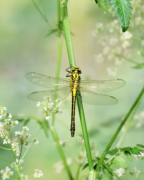 Club-tailed Dragonfly