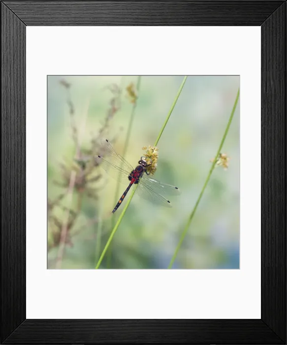 Framed Print : White-faced Dragonfly Male Framed Print : White-faced Dragonfly Male