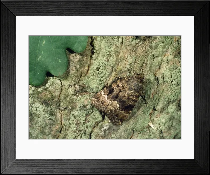 Framed Print : Copper Underwing Moth Framed Print : Copper Underwing Moth