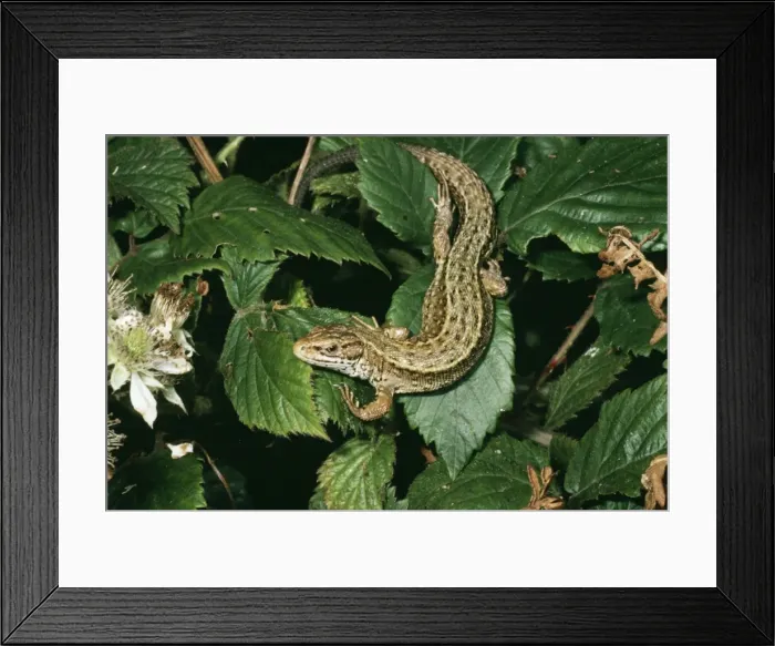 Framed Print : Common / Viviparous Lizard Framed Print : Common / Viviparous Lizard