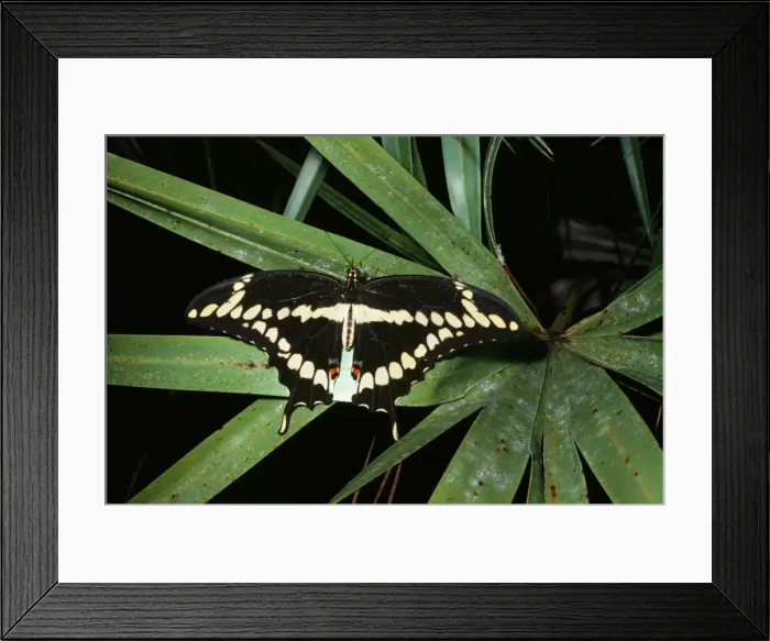 Framed Print : Giant Swallowtail Butterfly Framed Print : Giant Swallowtail Butterfly