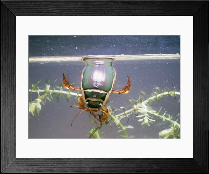 Framed Print : Great Diving / Water Beetle Male breathing at surface Framed Print : Great Diving / Water Beetle Male breathing at surface