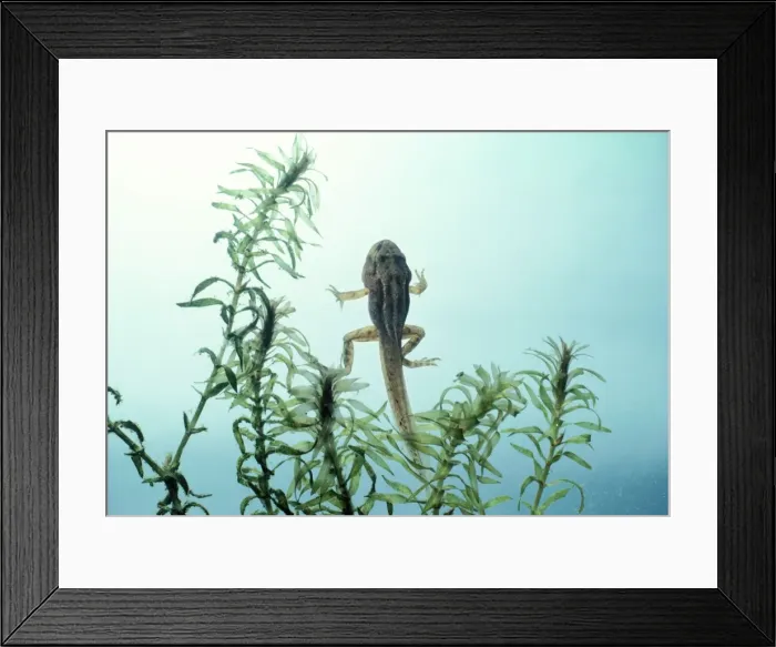 Framed Print : Frog - Tadpole with all legs developed Framed Print : Frog - Tadpole with all legs developed