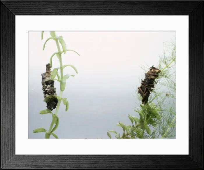Framed Print : Caddis Fly Larvae Framed Print : Caddis Fly Larvae