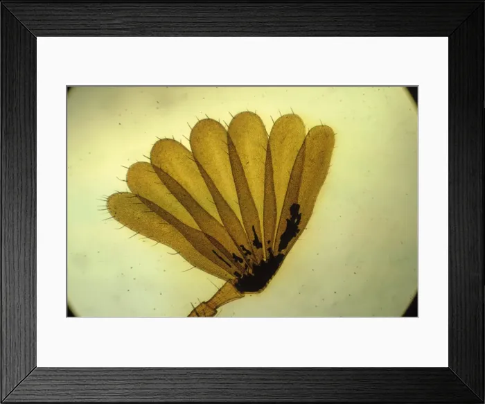 Framed Print : Cockchafer - Antenna of male. x5 magnification Framed Print : Cockchafer - Antenna of male. x5 magnification