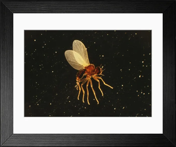 Framed Print : Holly Leaf Miner x 5 magnification Framed Print : Holly Leaf Miner x 5 magnification