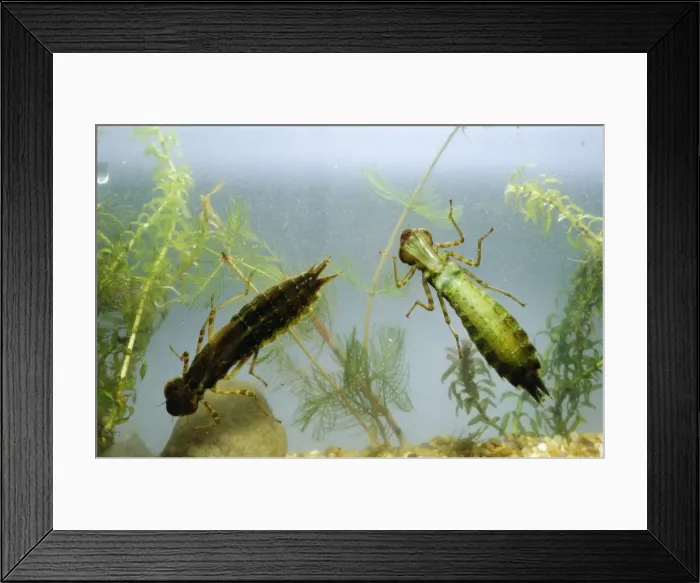 Framed Print : Dragonfly Nymphs Framed Print : Dragonfly Nymphs