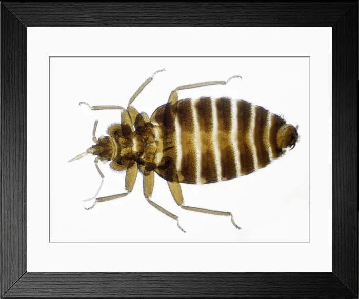 Framed Print : Bed Bug. JC-598. Bed Bug - male; x 3 magnification Framed Print : Bed Bug. JC-598. Bed Bug - male; x 3 magnification