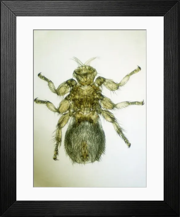 Framed Print : Sheep Ked / Tick Framed Print : Sheep Ked / Tick