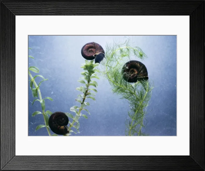 Framed Print : Great Ramshorn Snails Framed Print : Great Ramshorn Snails
