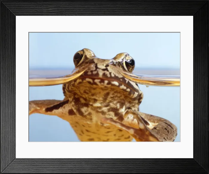 Framed Print : Common Frog Framed Print : Common Frog