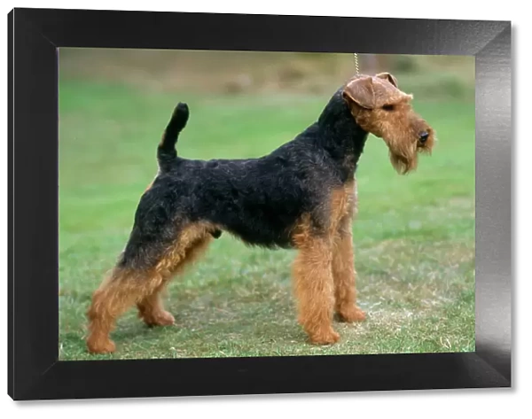 Welsh Terrier Dog