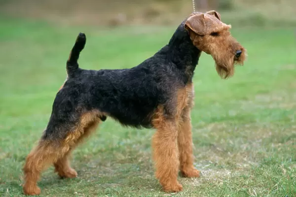 Welsh Terrier Dog