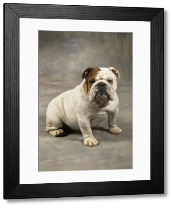 Framed Print : Bulldog. JD-11039. DOG - BULLDOG - SITTING Framed Print : Bulldog. JD-11039. DOG - BULLDOG - SITTING