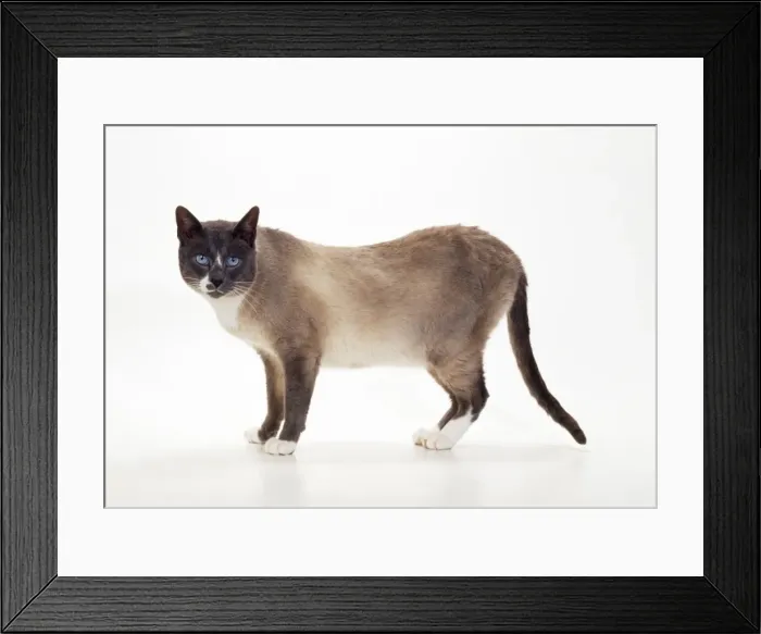 Framed Print : Snowshoe-blue + White Point Cat Framed Print : Snowshoe-blue + White Point Cat