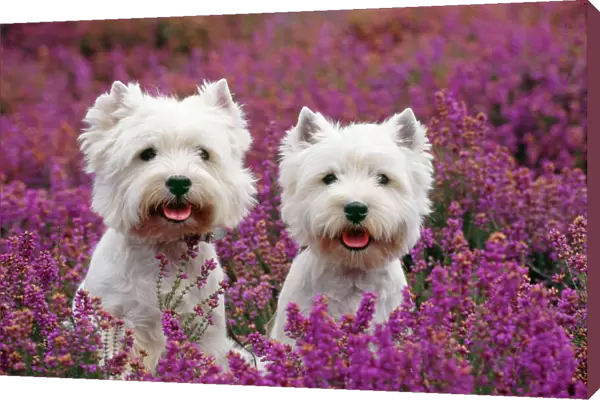 West Highland Terrier Dog - pair, sitting in heather
