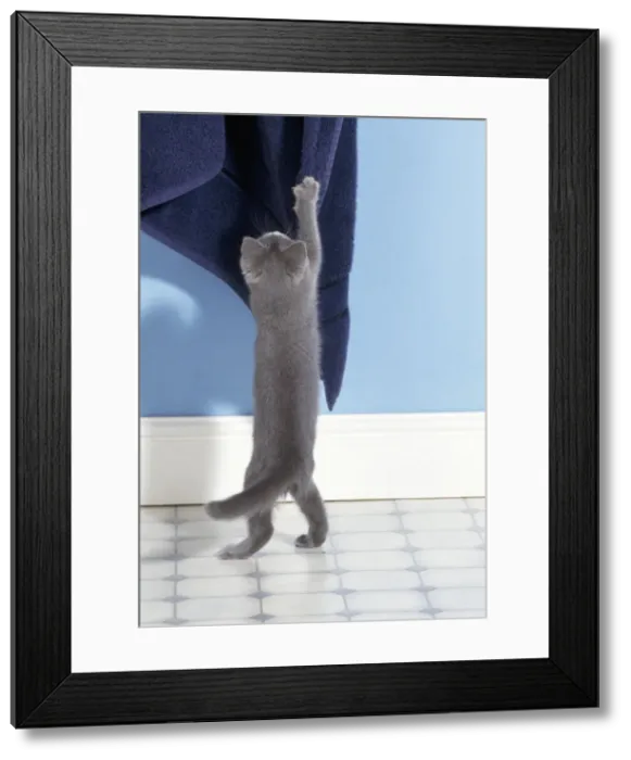 Framed Print : Cat - kitten stretching up to towel Framed Print : Cat - kitten stretching up to towel