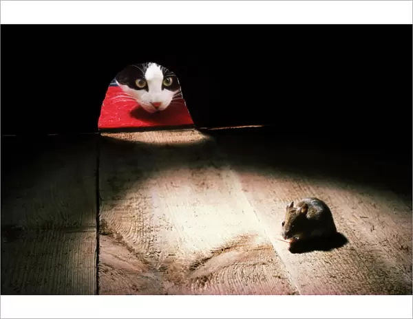 Cat - peers through mouse hole at mouse