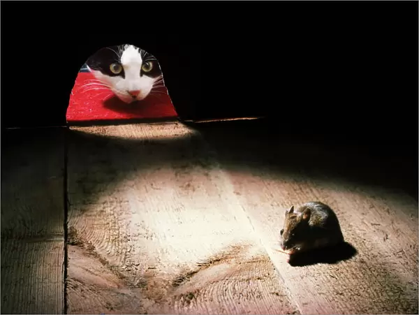 Cat - peers through mouse hole at mouse