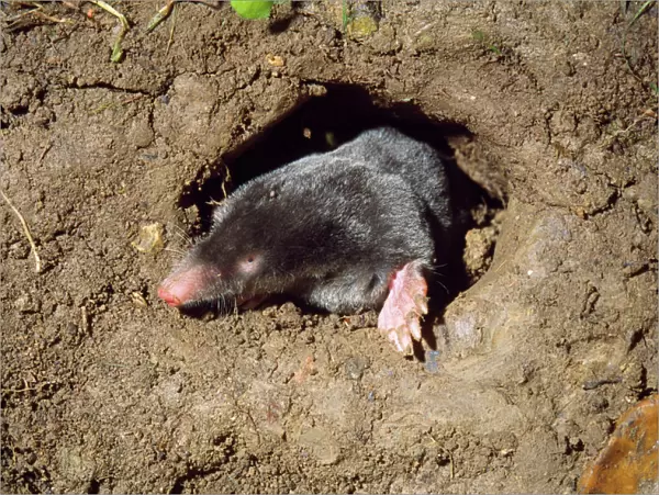 Mole - in underground hole
