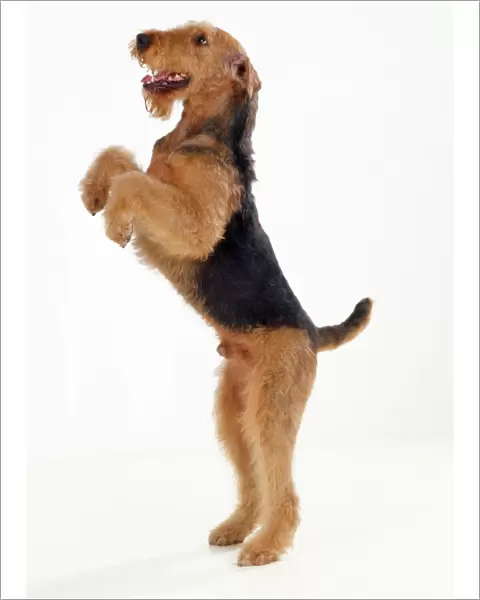 Airedale Terrier Dog - on hind legs