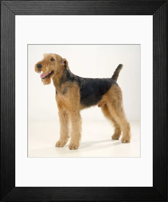 Framed Print : Airedale Terrier Dog Framed Print : Airedale Terrier Dog