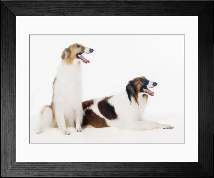 Framed Print : Borzoi Dog Framed Print : Borzoi Dog