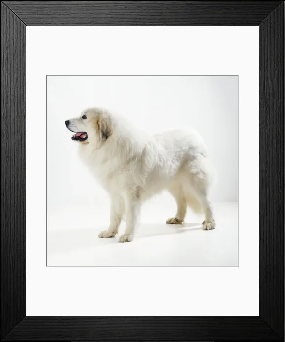 Framed Print : Pyrenean Mountain Dog Framed Print : Pyrenean Mountain Dog