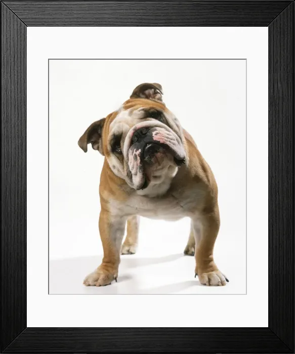 Framed Print : Bulldog. JD-13949. Dog - Bulldog. John Daniels Framed Print : Bulldog. JD-13949. Dog - Bulldog. John Daniels