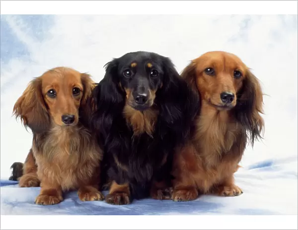 Miniature Long-haired Dachshund Dog - x3