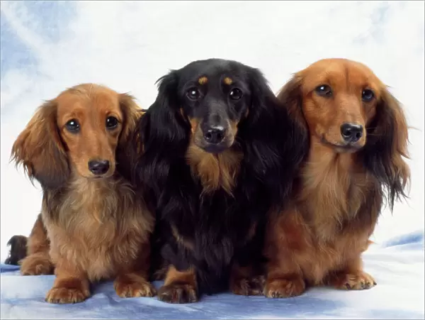Miniature Long-haired Dachshund Dog - x3