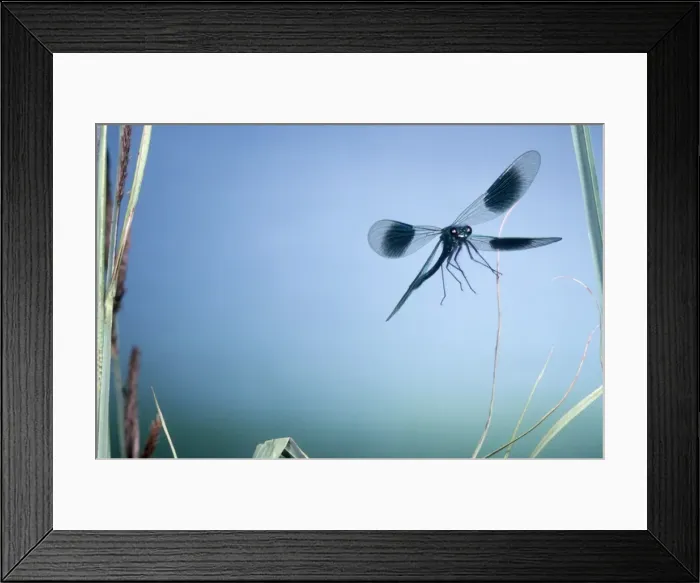 Framed Print : Banded Agrion Damselfly - male formerly: Agrion splendens Framed Print : Banded Agrion Damselfly - male formerly: Agrion splendens