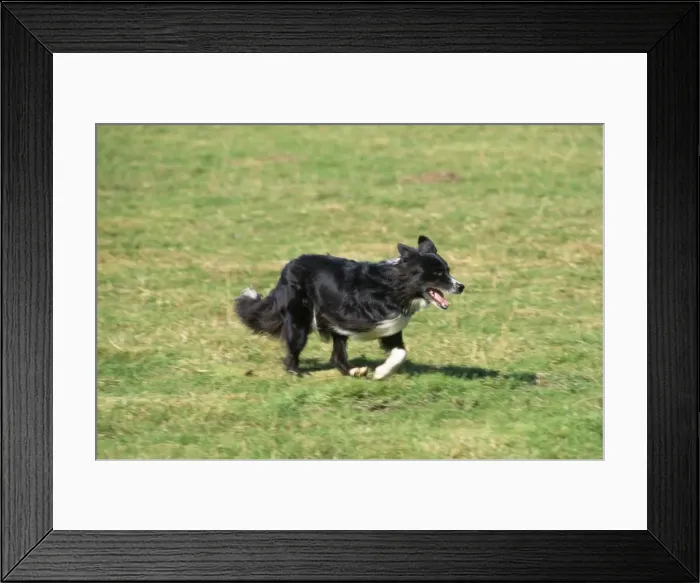 Framed Print : Border Collie Dog - three-legged Framed Print : Border Collie Dog - three-legged