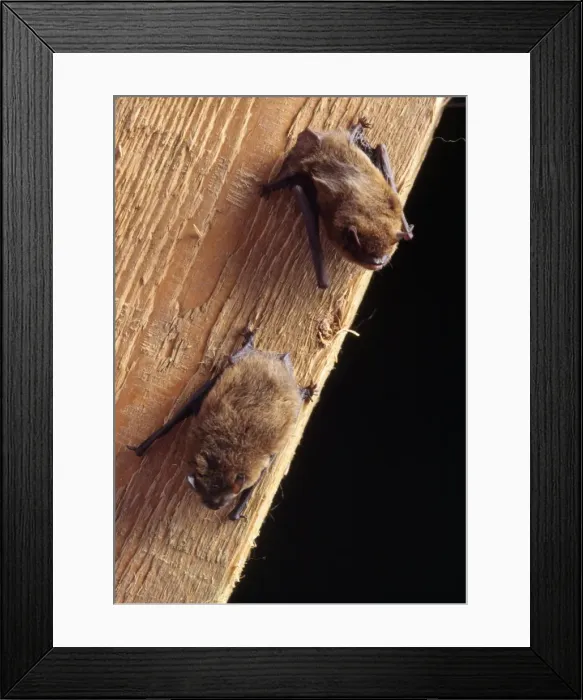 Framed Print : Pipistrelle Bat