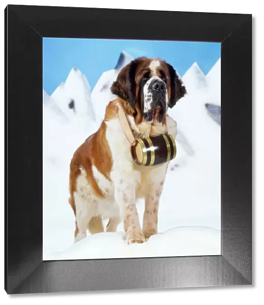 St. Bernard Dog - with barrel Digital Manipulation: eyes