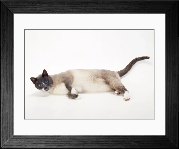 Framed Print : Snowshoe-blue + White Point Cat Framed Print : Snowshoe-blue + White Point Cat