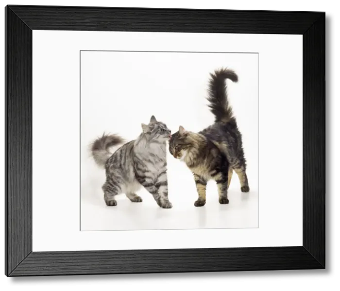 Framed Print : Norwegian Forest Cat - Silver Tabby & Brown Tabby Framed Print : Norwegian Forest Cat - Silver Tabby & Brown Tabby