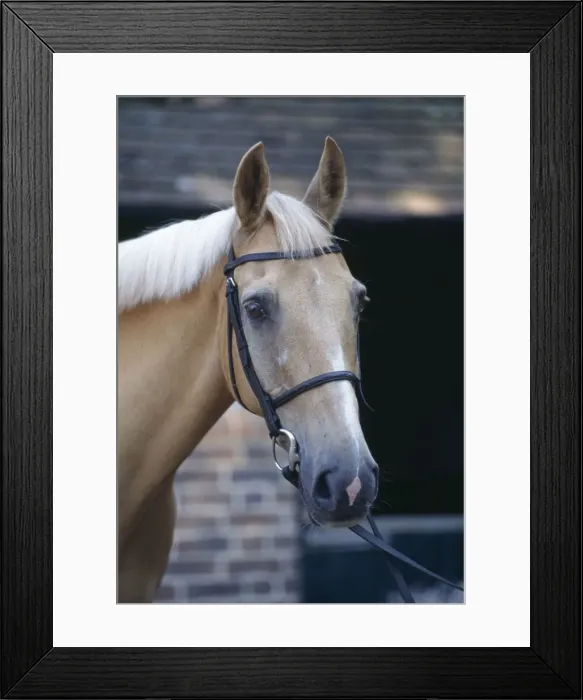Framed Print : Palomino Horse - At stables Framed Print : Palomino Horse - At stables