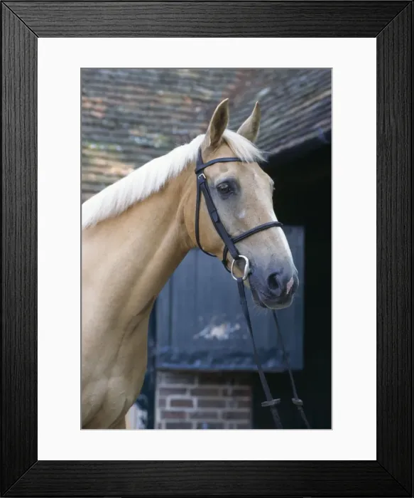 Framed Print : Palomino Horse - At stables Framed Print : Palomino Horse - At stables