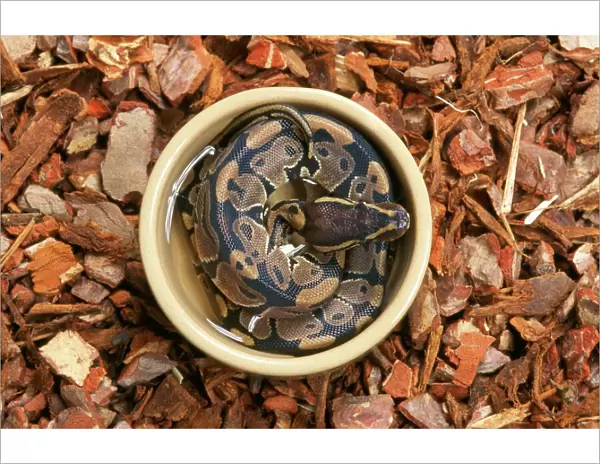 Royal  /  Ball Python - in water container