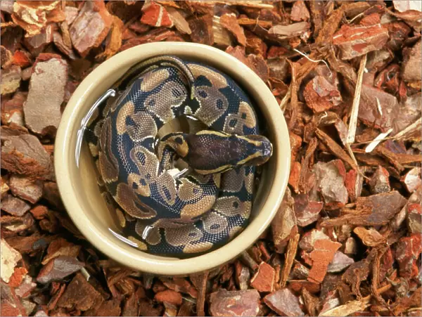 Royal  /  Ball Python - in water container