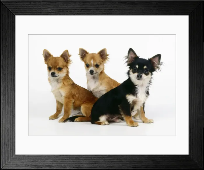 Framed Print : Chihuahua Dog - x3 Framed Print : Chihuahua Dog - x3