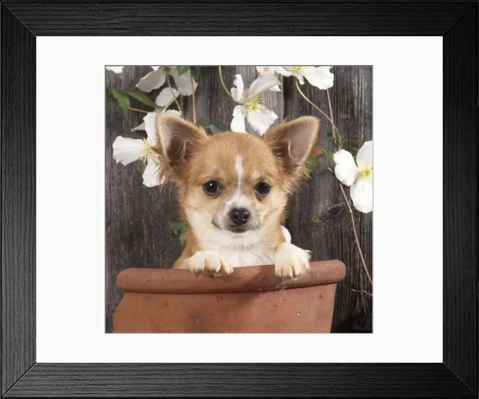 Framed Print : Chihuahua Dog - in flowerpot Framed Print : Chihuahua Dog - in flowerpot