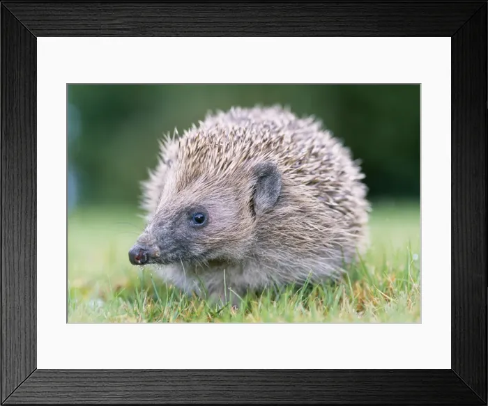 Framed Print : Hedgehog. JD-16356. HEDGEHOG. Erinaceus europaeus Framed Print : Hedgehog. JD-16356. HEDGEHOG. Erinaceus europaeus