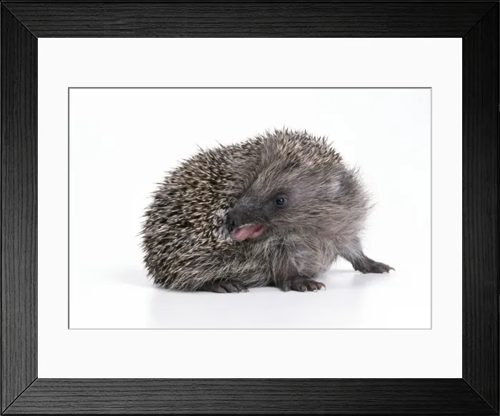 Framed Print : Hedgehog - self-anointing itself Framed Print : Hedgehog - self-anointing itself