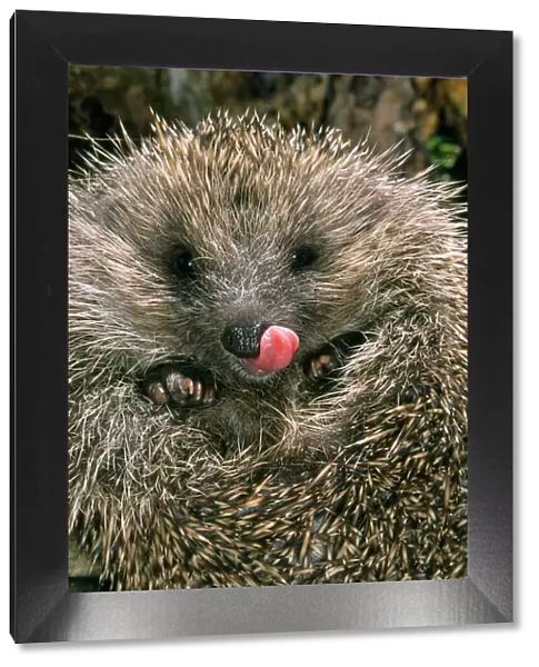 Hedgehog - curled up