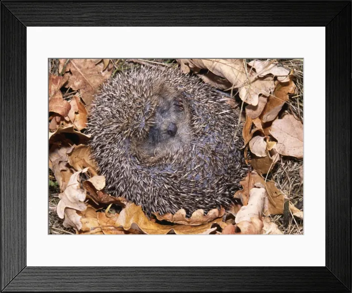 Framed Print : Hedgehog Curled up in ball Framed Print : Hedgehog Curled up in ball
