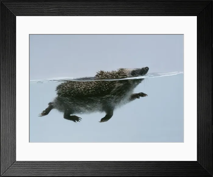 Framed Print : Hedgehog - swimming Framed Print : Hedgehog - swimming