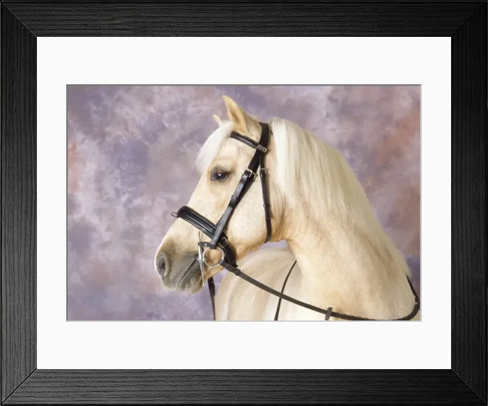 Framed Print : Palomino Pony Framed Print : Palomino Pony
